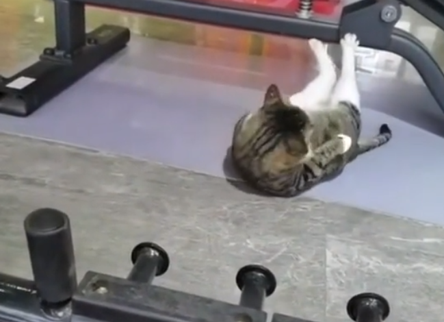 Gatito es captado en un gimnasio haciendo abdominales