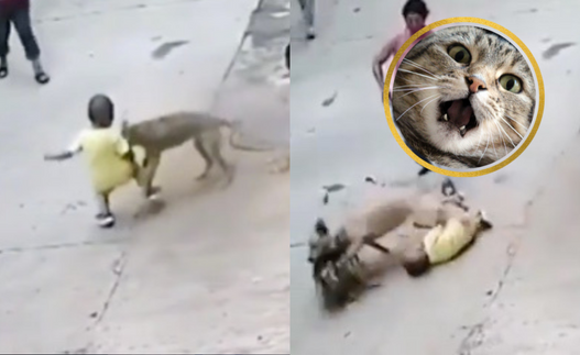 VIDEO: Súper perro salva a niño del ataque de otro perro
