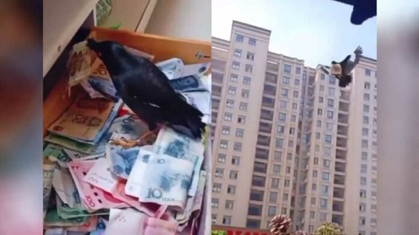 Cuervo roba dinero y se lo lleva a su dueño (Video)
