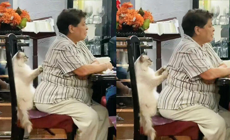 Gato da masaje a abuelita y se hace viral