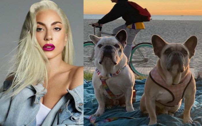 Dan 21 años de cárcel a ladrón de los perros de Lady Gaga